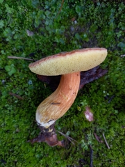 Hemileccinum depilatum