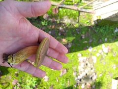 Hemileccinum depilatum