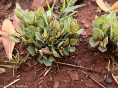 Polygala transvaalensis