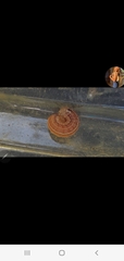 Mythimna albipuncta