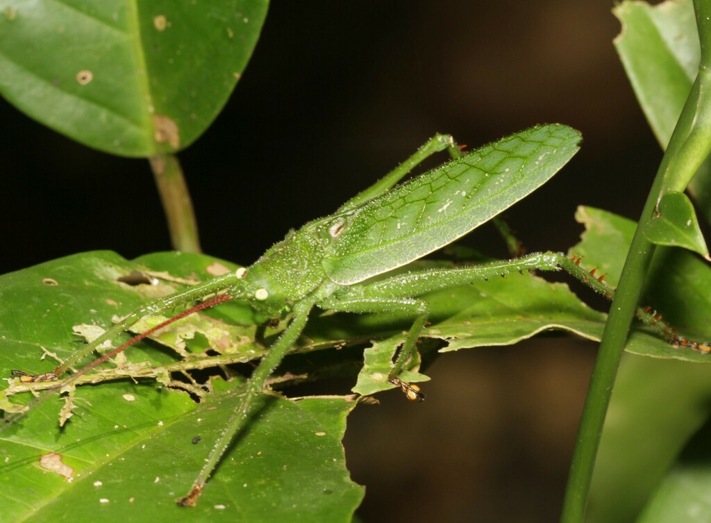 Aemasia viridis