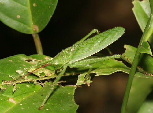 Aemasia viridis