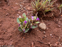 Polygala transvaalensis