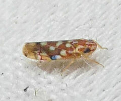 Erythroneura reflecta