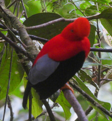 Rupicola peruvianus