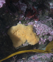 Aplidium fuegiense