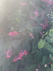 Clerodendrum speciosissimum