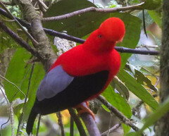 Rupicola peruvianus