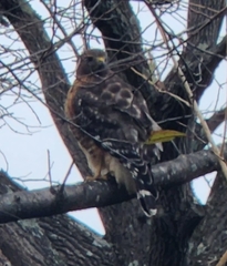 Buteo lineatus