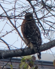 Buteo lineatus