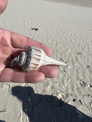 Sinistrofulgur pulleyi