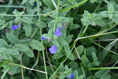 Scutellaria strigillosa