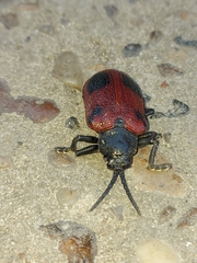 Coraliomela quadrimaculata