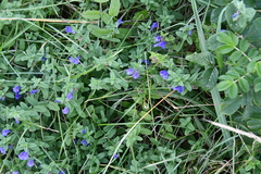 Scutellaria strigillosa