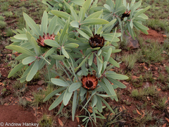 Protea caffra caffra
