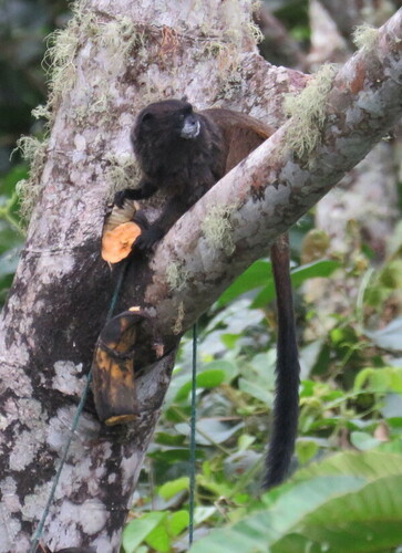 Black-mantled Tamarin