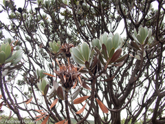 Protea roupelliae roupelliae