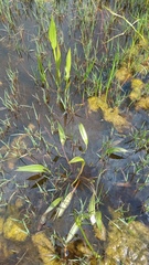 Alisma plantago-aquatica