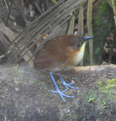 Grallaria flavotincta