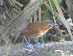Grallaria flavotincta
