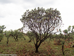 Protea roupelliae roupelliae