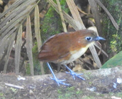 Grallaria flavotincta