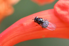 Lonchaea