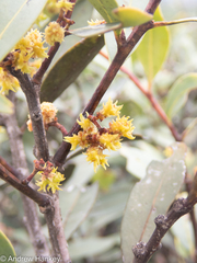 Pterocelastrus echinatus