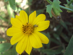 Diabrotica speciosa