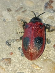 Coraliomela quadrimaculata