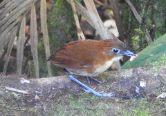 Grallaria flavotincta
