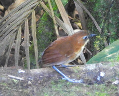 Grallaria flavotincta