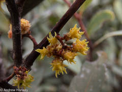 Pterocelastrus echinatus