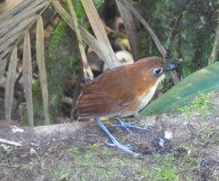 Grallaria flavotincta