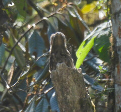 Nyctibius griseus