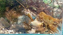 Austropotamobius pallipes