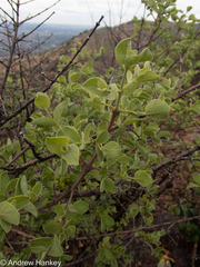 Vangueria parvifolia