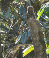 Nyctibius griseus
