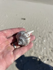 Sinistrofulgur pulleyi