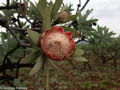 Protea caffra caffra