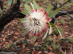 Protea caffra caffra