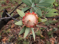 Protea caffra caffra