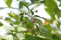 Nyctanthes arbor-tristis