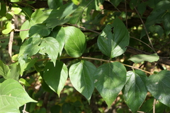 Nyctanthes arbor-tristis
