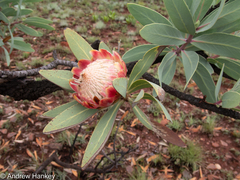 Protea caffra caffra