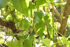 Nyctanthes arbor-tristis