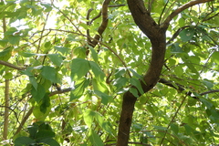 Nyctanthes arbor-tristis