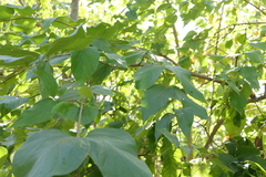 Nyctanthes arbor-tristis
