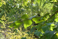 Nyctanthes arbor-tristis