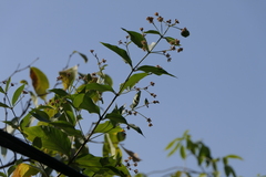 Nyctanthes arbor-tristis